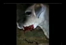 केरल के बाद अब हिमाचल से भी हैवानियत भरी खबर, गर्भवती गाय को खिलाया विस्फोटक explosives-fed-to-pregnant-cow-in-himanchal-pradesh