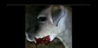 केरल के बाद अब हिमाचल से भी हैवानियत भरी खबर, गर्भवती गाय को खिलाया विस्फोटक explosives-fed-to-pregnant-cow-in-himanchal-pradesh