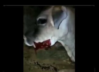 केरल के बाद अब हिमाचल से भी हैवानियत भरी खबर, गर्भवती गाय को खिलाया विस्फोटक explosives-fed-to-pregnant-cow-in-himanchal-pradesh