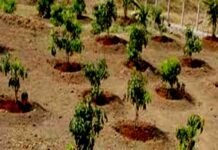 बरसात के मौसम में फलों के पौधों का रोपण, उद्यान लगाने से पहले कुछ बातों का रखें ध्यान बरसात के मौसम में फल पौधों का रोपण