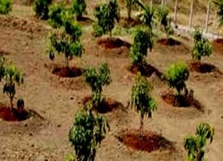 बरसात के मौसम में फलों के पौधों का रोपण, उद्यान लगाने से पहले कुछ बातों का रखें ध्यान बरसात के मौसम में फल पौधों का रोपण