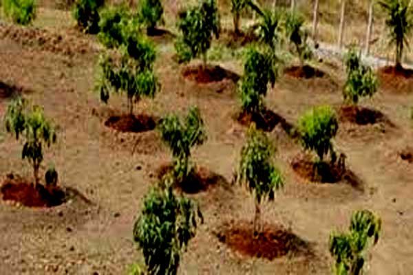 बरसात के मौसम में फल पौधों का रोपण