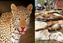 उत्तराखंड : तेंदुए ने गौशाला में बंधी 90 बकरियां मार डाली, विकलांग पशुपालक को हुआ लाखों का नुकसान leopard-killed-goats-in-nainital