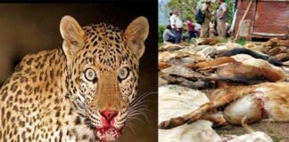 उत्तराखंड : तेंदुए ने गौशाला में बंधी 90 बकरियां मार डाली, विकलांग पशुपालक को हुआ लाखों का नुकसान leopard-killed-goats-in-nainital