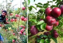 अपने खेतों में लाखों रूपये के सेब उगता देख हैरान हो रहे है पहाड़ के किसान, नई तकनीक से मात्र एक साल में फल दे रहे हैं पेड़ Apple production in Purola