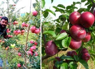 अपने खेतों में लाखों रूपये के सेब उगता देख हैरान हो रहे है पहाड़ के किसान, नई तकनीक से मात्र एक साल में फल दे रहे हैं पेड़ Apple production in Purola
