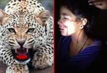 पौड़ी गढ़वाल : घर के आंगन में बैठी थी 16 साल की लड़की पर तेंदुए ने किया हमला Leopard-attacked-girl in pauri garhwal