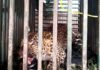 पौड़ी गढ़वाल : विकासखंड पोखड़ा में पकड़ा गया आदमखोर तेंदुआ Leopard-caught-in-Pokhara