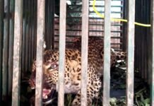 पौड़ी गढ़वाल : विकासखंड पोखड़ा में पकड़ा गया आदमखोर तेंदुआ Leopard-caught-in-Pokhara