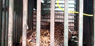 पौड़ी गढ़वाल : विकासखंड पोखड़ा में पकड़ा गया आदमखोर तेंदुआ Leopard-caught-in-Pokhara