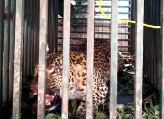 पौड़ी गढ़वाल : विकासखंड पोखड़ा में पकड़ा गया आदमखोर तेंदुआ Leopard-caught-in-Pokhara