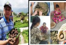 बीज बम अभियान : बच्चों द्वारा खेल-खेल में पर्यावरण संरक्षण की पहल Seed Bomb Campaign