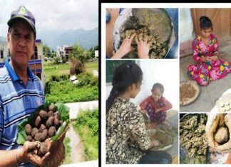 बीज बम अभियान : बच्चों द्वारा खेल-खेल में पर्यावरण संरक्षण की पहल Seed Bomb Campaign