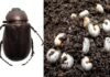 कुरमुला (white grub) : खरीफ मौसम में उगाई जाने वाली फसलों का एक हानिकारक कीट। White-grubs-beetle