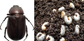 कुरमुला (white grub) : खरीफ मौसम में उगाई जाने वाली फसलों का एक हानिकारक कीट। White-grubs-beetle