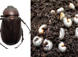 कुरमुला (white grub) : खरीफ मौसम में उगाई जाने वाली फसलों का एक हानिकारक कीट। White-grubs-beetle