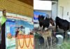 डेरी विकास में मुख्यमंत्री स्वरोजगार योजना का शुभारम्भ, लाभार्थियों को दिए गए दुधारू पशु cm-trivendra-inaugurate-dairy
