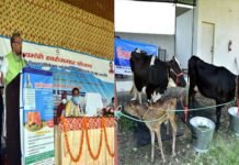 डेरी विकास में मुख्यमंत्री स्वरोजगार योजना का शुभारम्भ, लाभार्थियों को दिए गए दुधारू पशु cm-trivendra-inaugurate-dairy