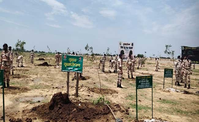 plantation-at-yamuna-area