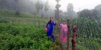 उत्तराखंड : पर्वतीय क्षेत्रों में जंगली सूअरों तथा बंदरों से खेती, बागवानी को बचाने के लिए जालीदार तार-बाड़ योजना के मिल रहे हैं अच्छे परिणाम Lattice wire fence scheme in uttarakhand