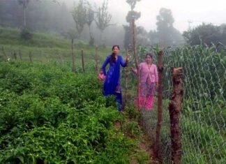 उत्तराखंड : पर्वतीय क्षेत्रों में जंगली सूअरों तथा बंदरों से खेती, बागवानी को बचाने के लिए जालीदार तार-बाड़ योजना के मिल रहे हैं अच्छे परिणाम Lattice wire fence scheme in uttarakhand