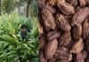 बड़ी इलायची का उत्पादन पहाड़ी क्षेत्रों में आर्थिक रूप से अधिक फायदेमंद Large-cardamom