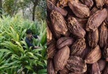 बड़ी इलायची का उत्पादन पहाड़ी क्षेत्रों में आर्थिक रूप से अधिक फायदेमंद Large-cardamom