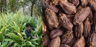 बड़ी इलायची का उत्पादन पहाड़ी क्षेत्रों में आर्थिक रूप से अधिक फायदेमंद Large-cardamom