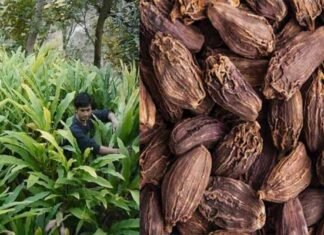 बड़ी इलायची का उत्पादन पहाड़ी क्षेत्रों में आर्थिक रूप से अधिक फायदेमंद Large-cardamom