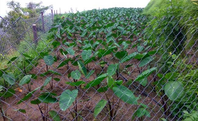 Lattice wire fence scheme in uttarakhand