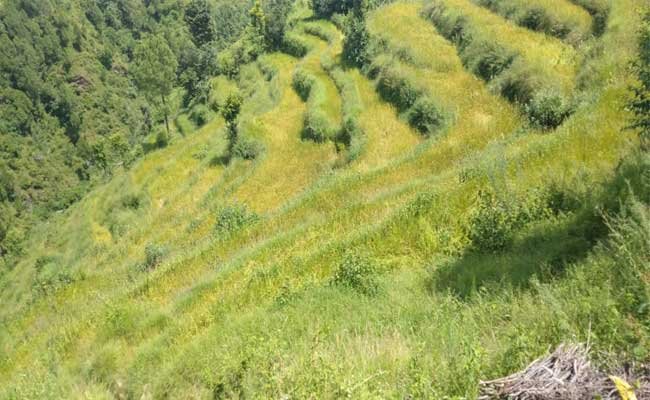 gidradu--gaon-kaljikhal