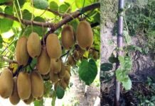 उत्तराखंड में कीवी की बागवानी पर विस्तृत जानकारी Detailed information on Kiwi gardening in Uttarakhand
