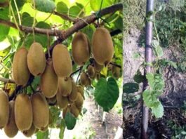 उत्तराखंड में कीवी की बागवानी पर विस्तृत जानकारी Detailed information on Kiwi gardening in Uttarakhand