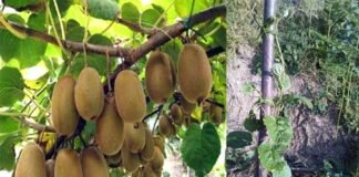 उत्तराखंड में कीवी की बागवानी पर विस्तृत जानकारी Detailed information on Kiwi gardening in Uttarakhand