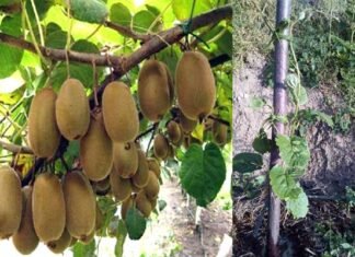 उत्तराखंड में कीवी की बागवानी पर विस्तृत जानकारी Detailed information on Kiwi gardening in Uttarakhand