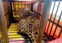 पौड़ी गढ़वाल : घर में घुसा तेंदुआ, वन विभाग की टीम ने पिंजरे में किया कैद, ग्रामीणों ने ली राहत की सांस Leopard enters house in Pauri Garhwal