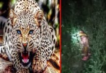 श्रीनगर-मलेथा में घर के बरामदे में सो रही 31 वर्षीय युवती को उठाकर ले गया तेंदुआ, शव बरामद leopard killed lady in maletha srinagar garhwal