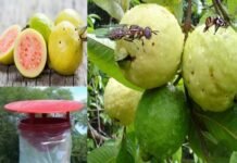 अमरूद की खेती : बरसात में अक्सर अमरूद के पके फलों में कीड़े हो जाते हैं और पके फल स्वत: ही पेड़ से गिरने लगते हैं, जानिए कारण और बचाव ripe-guava-fruit