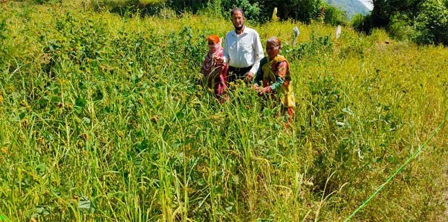 Pauri Tehsildar Rural tenants