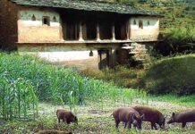 हजारों करोड़ों रुपए की योजनाओं के बावजूद विकास की मृगतृष्णा में जी रहे पहाड़ी राज्य के आमजन, आखिर क्यों ? migration from uttarakhand