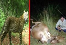 कल्जीखाल के रियूली में बाघ ने दुधारू गाय को बनाया निवाला leopard-hunting-cow