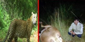 कल्जीखाल के रियूली में बाघ ने दुधारू गाय को बनाया निवाला leopard-hunting-cow