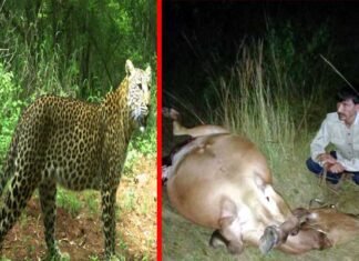 कल्जीखाल के रियूली में बाघ ने दुधारू गाय को बनाया निवाला leopard-hunting-cow