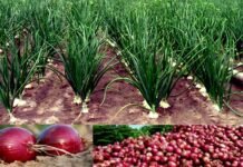 उत्तराखंड के पहाड़ी क्षेत्रों में प्याज का जैविक उत्पादन कर कमायें अधिक लाभ, अच्छी पैदावार के लिए देखें विस्तृत जानकारी organic onions cultivation in Uttarakhand