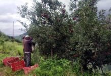 उत्तराखंड में उद्यान विभाग का बढ़ता बजट और घटते फल उत्पादन के आंकड़े seb-utpadan-uttarakhand