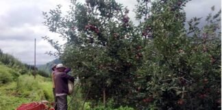 उत्तराखंड में उद्यान विभाग का बढ़ता बजट और घटते फल उत्पादन के आंकड़े seb-utpadan-uttarakhand