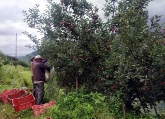 उत्तराखंड में उद्यान विभाग का बढ़ता बजट और घटते फल उत्पादन के आंकड़े seb-utpadan-uttarakhand