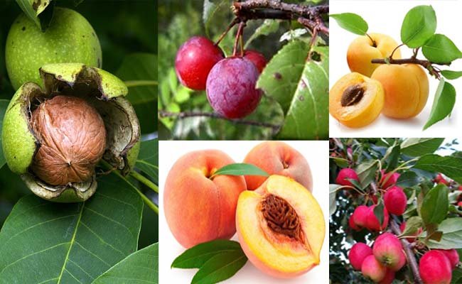 Planting of apple fruit