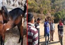 पौड़ी गढ़वाल : बकरा क्रिकेट प्रतियोगिता की विजेता टीम ने ट्रॉफी के साथ जीता बकरा, क्षेत्र के सबसे बड़े व अनोखे क्रिकेट टूर्नामेंट में 22 टीमों ने लिया भाग goat-cricket-tournament