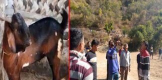 पौड़ी गढ़वाल : बकरा क्रिकेट प्रतियोगिता की विजेता टीम ने ट्रॉफी के साथ जीता बकरा, क्षेत्र के सबसे बड़े व अनोखे क्रिकेट टूर्नामेंट में 22 टीमों ने लिया भाग goat-cricket-tournament
